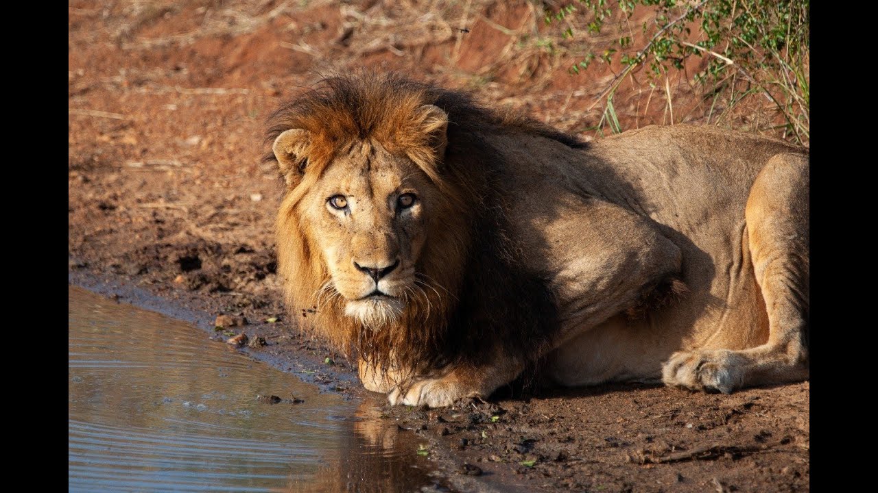 national geographic african safari