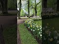 White & Yellow Narcissus Flower Beds in Catherine Park #europe #nature #gardening