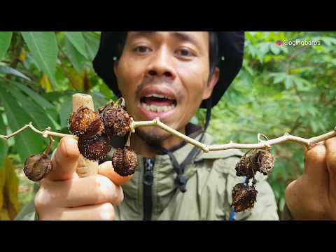 Video: Tumbuhan Liar Apa Yang Boleh Dimakan