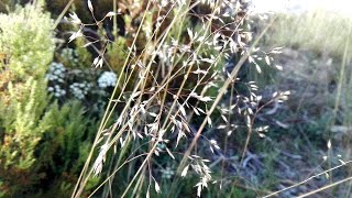 Deschampsia Flexuosa (Wavy Hairgrass)