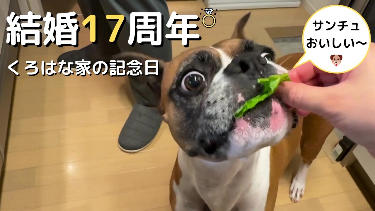 【犬と祝う結婚17周年】17年目のリアルな1日