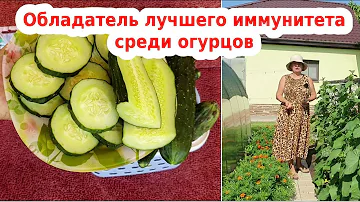 Сорт огурца китайский 