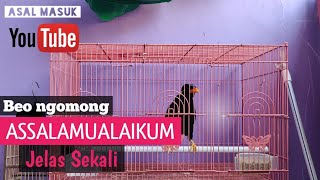 Download Lagu burung BEO ngomong assalamualaikum !!! MP3