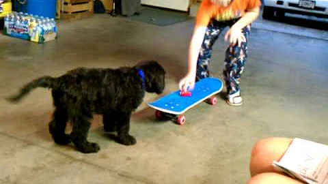 Bear skateboarding.