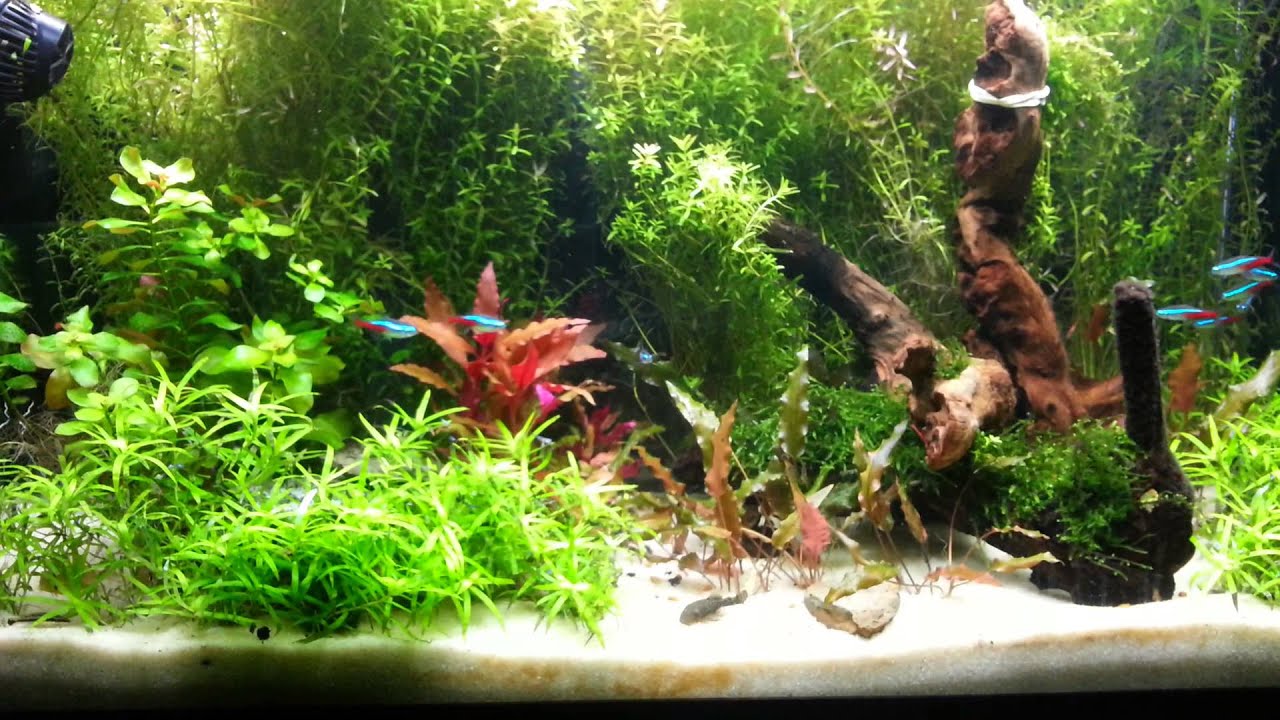 Ramfry Bolivian ram fry day 8 update - YouTube
