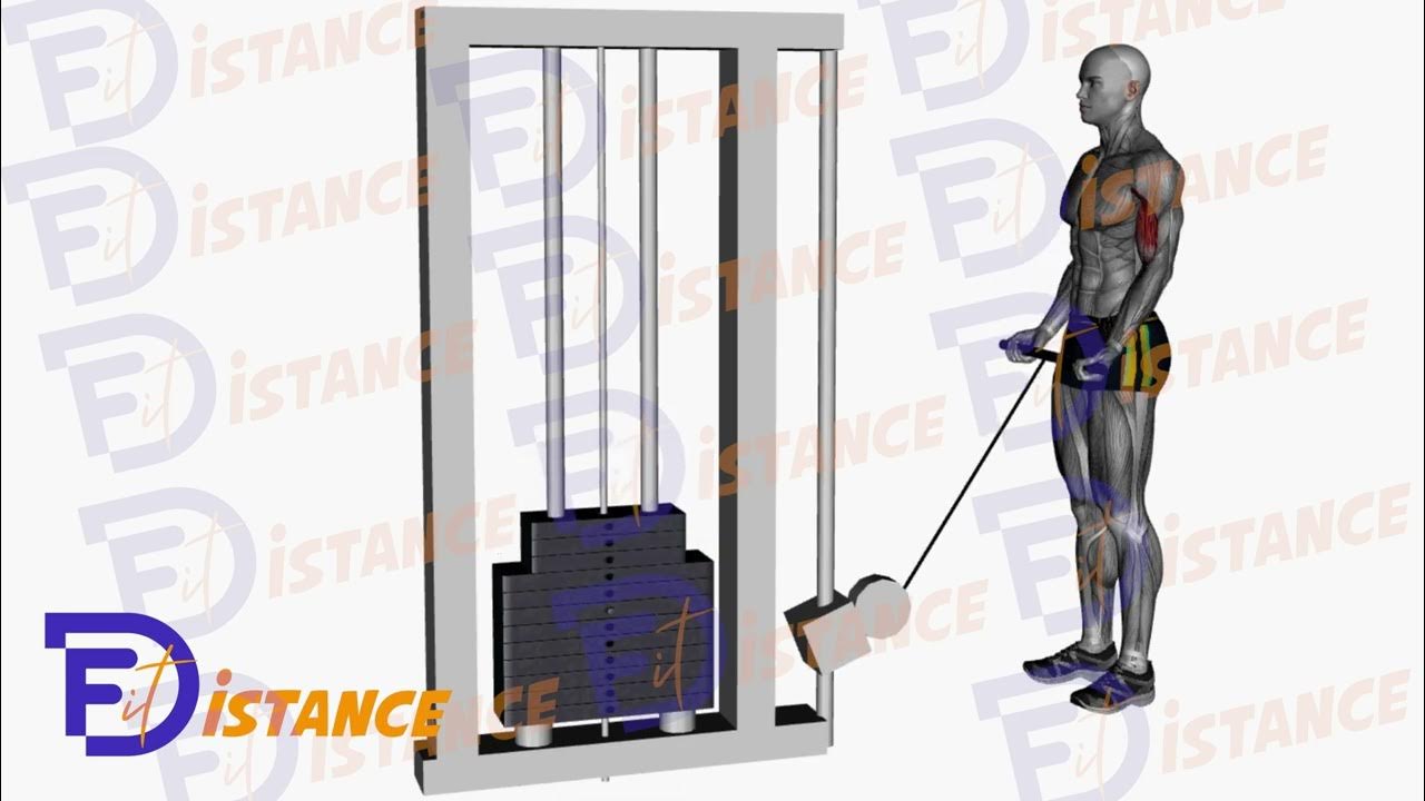 Curl biceps à la poulie avec barre YouTube