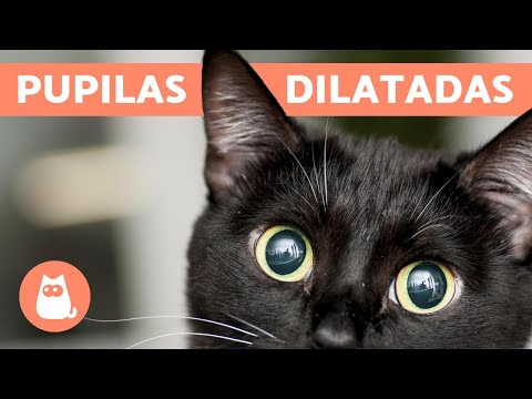 Video: Degeneración De La Imagen Que Forma Parte Del Ojo En Los Gatos