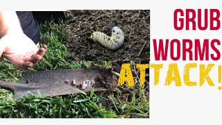 GRUB WORMS ATTACK! OH NO!!