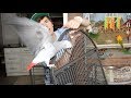 Setting Up My African Grey's Cage! -w/ Gypsy & Mango-