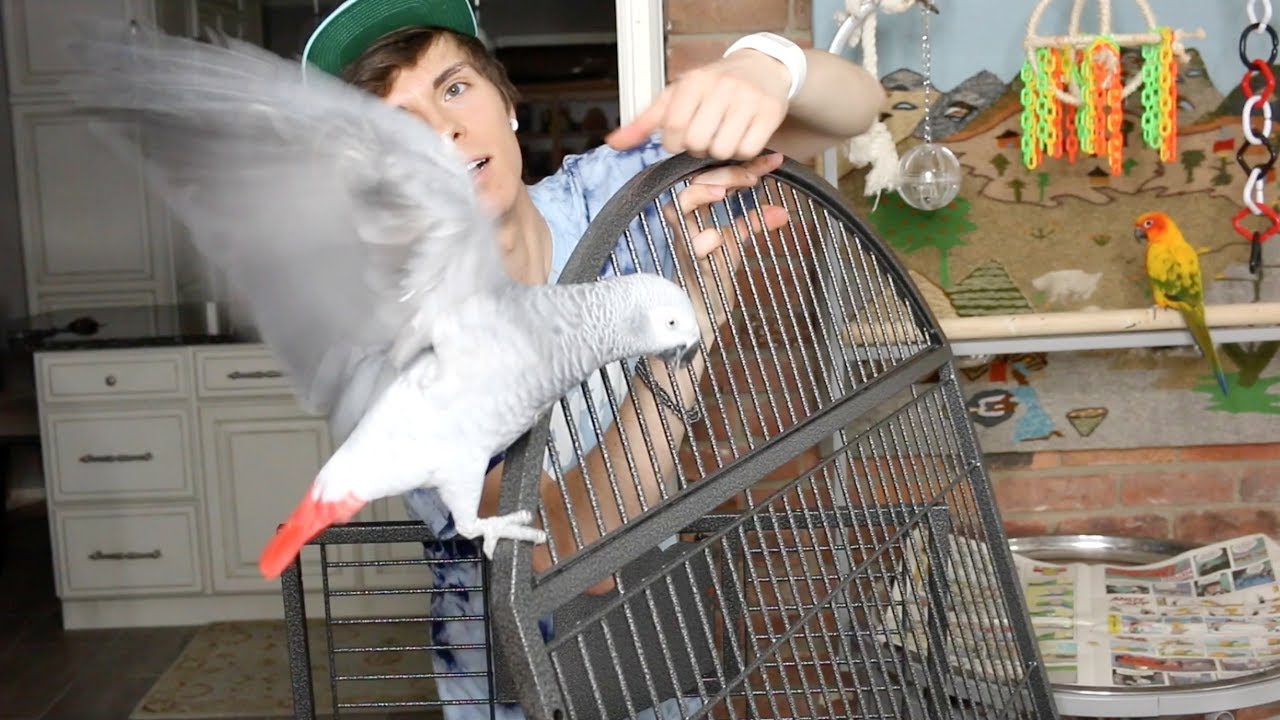 tyler rugge social blade Setting Up My African Grey's Cage! -w/ Gypsy & Mango-