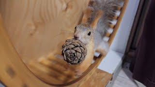 Белка Молли с большим орехом, как из Ледникового периода... 🤣 Molly the squirrel from Ice Age.
