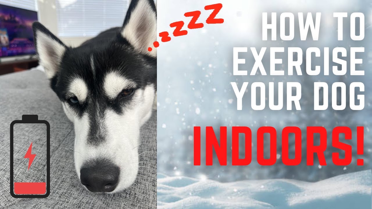 How to exercise your Siberian Husky indoors! - YouTube