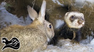 Ferrets Under the Snow - Ferreting in the Scottish Highlands 5