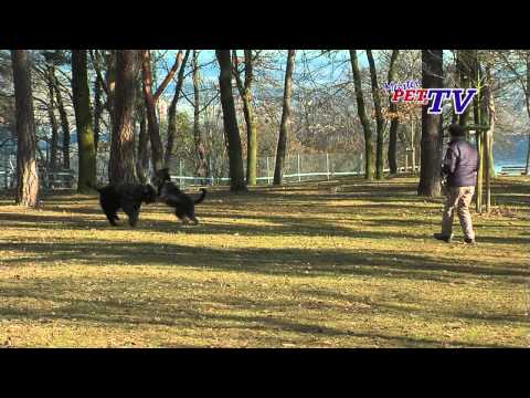 Bouvier des Flandres: Informationen zur Rasse