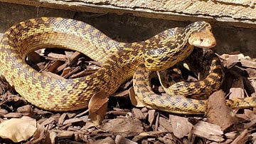 Gopher Snake - Hissing Part 1