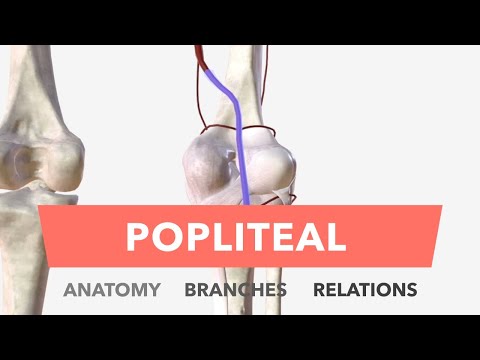 Popliteal Artery - Anatomy, Branches & Relations