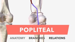 Popliteal Artery - Anatomy, Branches & Relations by About Medicine 27,471 views 2 years ago 4 minutes, 50 seconds