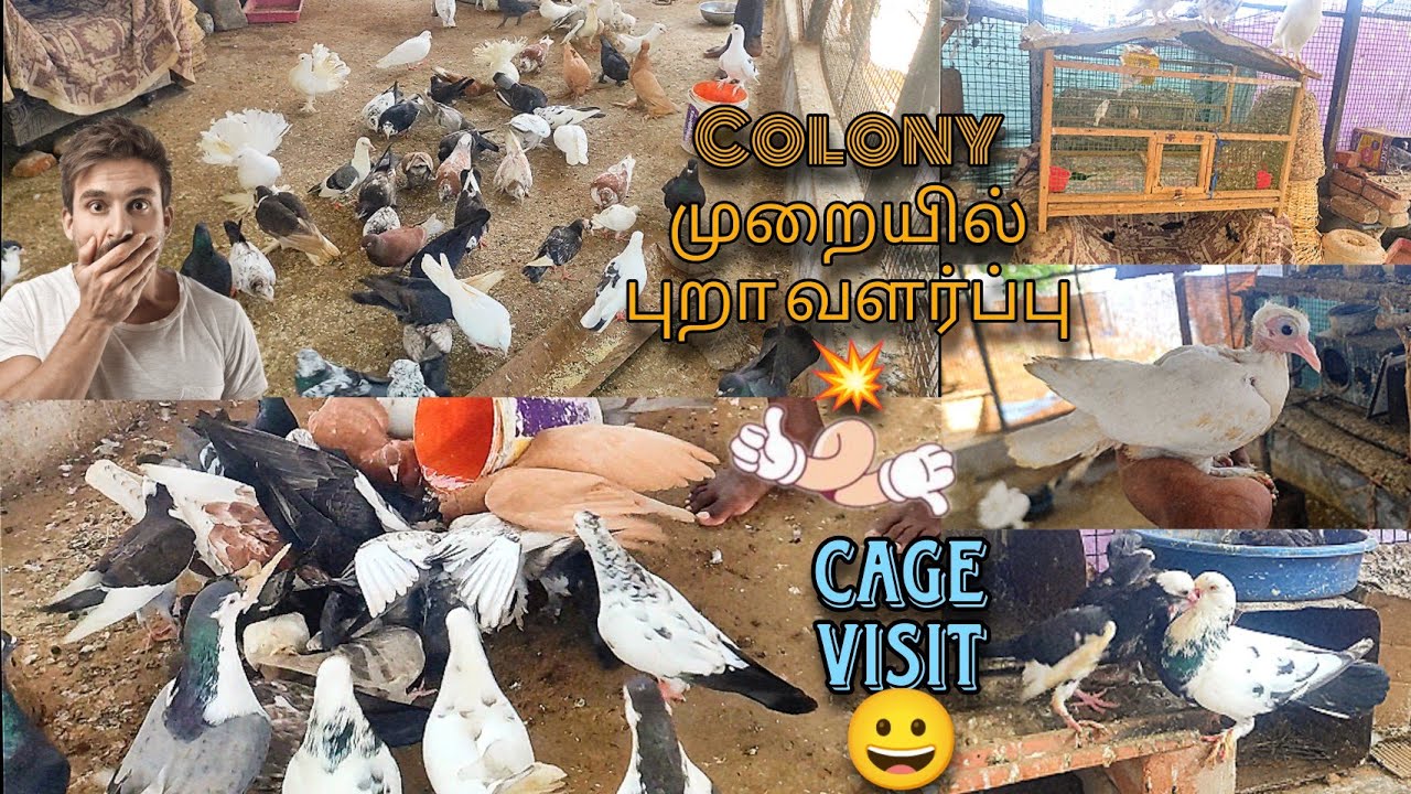 Colony Breeding முறை புறா வளர்ப்பு 😍 // Cage visit 💕 @Pigeonaddictor143