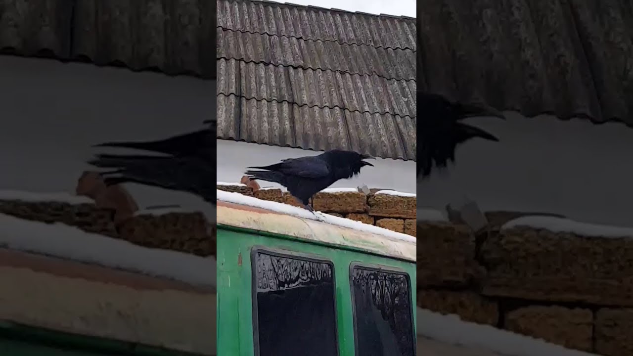 Raven Imitates a Dog Barking || ViralHog