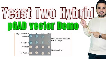Stepwise protocol of Yeast two Hybrid (Y2H) Assay