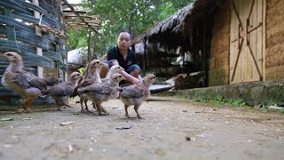 This is a big surprise! Capturing and taming wild chickens, Primitive Skills (ep182)