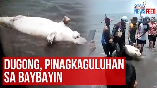 Dugong Pinagkaguluhan Sa Baybayin Gma Integrated Newsfeed