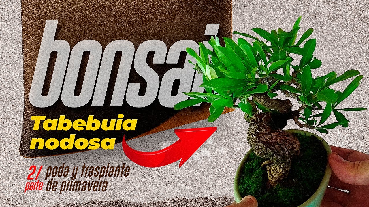 Bonsái de AUTÓCTONAS ARGENTINAS | 2 parte | TABEBUIA NODOSA | poda y trasplante de primavera