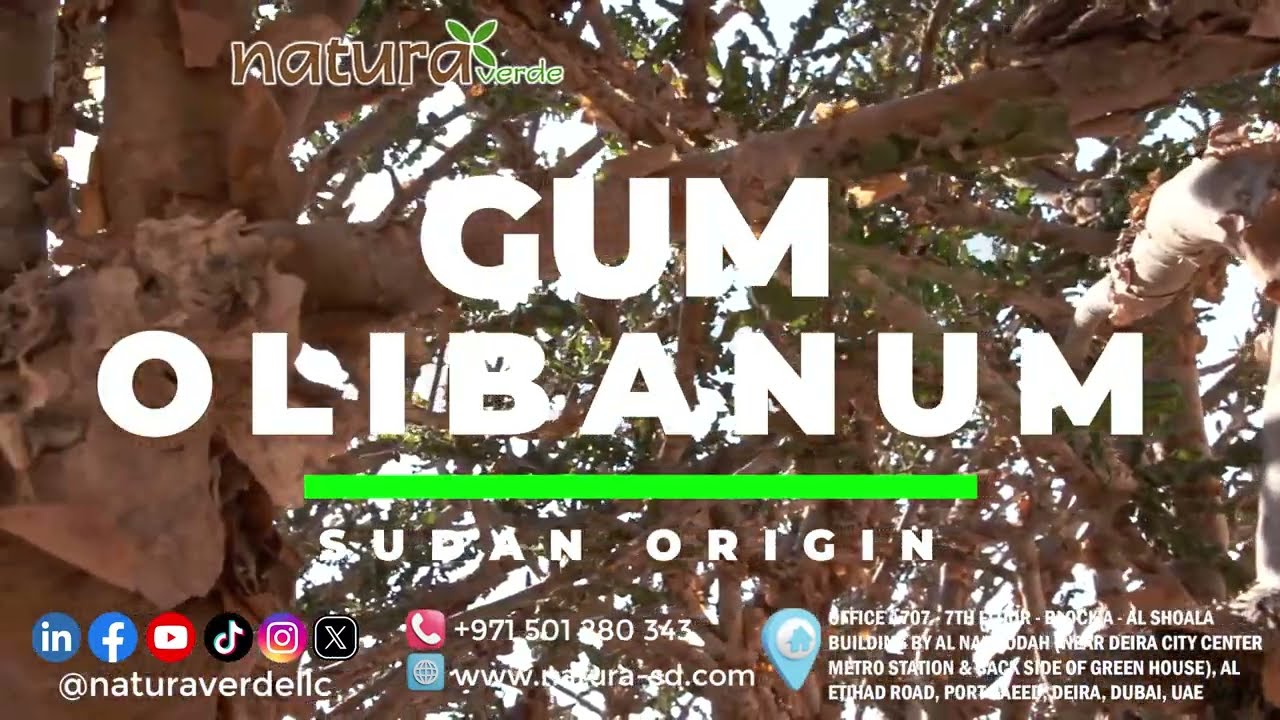 GUM OLIBANUM Sudan Origin