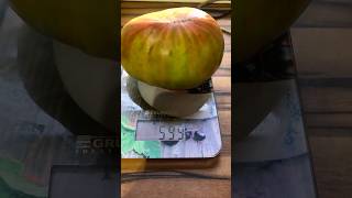 Томат сорвала 10 октября#помидоры#томаты#сад#огородкруглыйгод