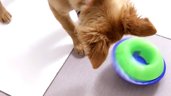 Kong Wobbler – MastersNDogs