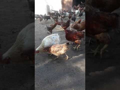 پرورش مرغ بومی