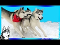 FIVE HUSKIES PLAY IN THE SNOW  (And a Wiener Dog!)