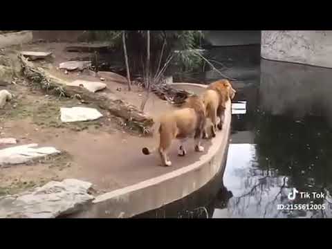 lucu bikin ngocok perut@©®™video kocak abis