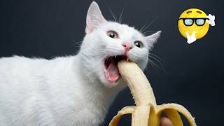 Funny Cats and Dogs Acting Silly Compilation That Will Make You Laugh Nonstop Today Ever