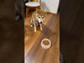 しもしも 柴犬タロウ #柴犬 #しばわんこ #しばいぬ #shibainu