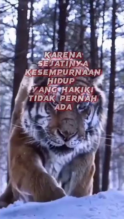 STORY' WA- HARIMAU DAN KATA-KATA BAGUS /#shorts #sholawat