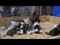 Akita puppies: 26 days old