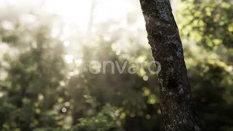 Foggy Forest in Early Morning | Motion Graphics - Envato elements
