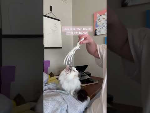 TikTok's Famous Cat Pot Roast Passes Away | What's Trending In Seconds | #Shorts