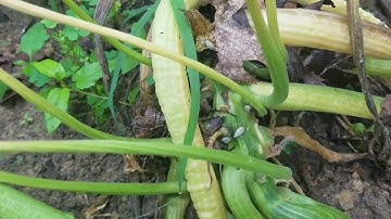 What is killing my Squash plants? Squash Bugs!  Watch this video to see.