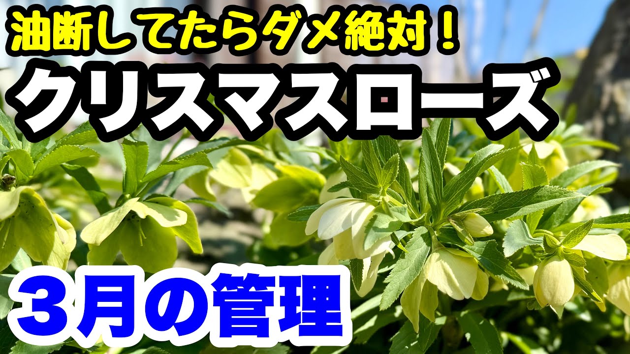 ◇Don't be careless! [Christmas Rose] Care in March🪴 - YouTube
