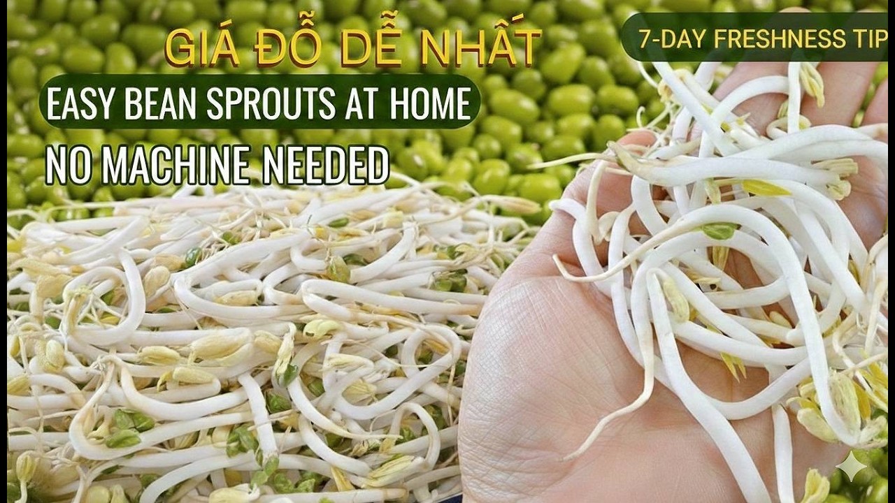 Как вырастить идеальные ростки фасоли в пакете молока | Белые, толстые и хрустящие 🥛