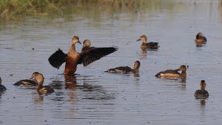 Paddy Field Full of Whistling Ducks | Lesser Whistling Ducks|  (ചൂളൻ എരണ്ട) | 4K