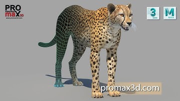 Cheetah 3D Model for Download - 3Ds Max, Maya | PROmax3D