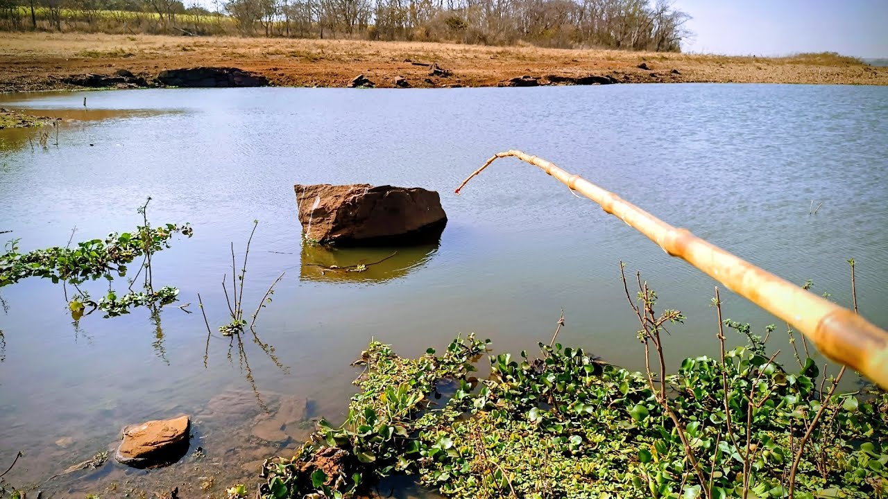 AQUI TEM PEIXE DEMAIS !!! Pescaria raíz no Rio turvo RIOLÂNDIA SP...