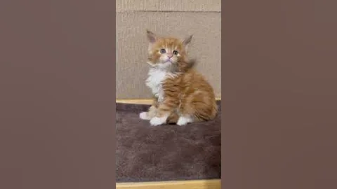 Watch the video about Handsome Maine Coon in a Bright Red White Fur Coat Gusya