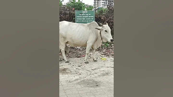 "Adorable Duo: Cow and Calf Bonding Moments"