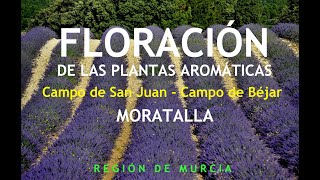 FLORACIÓN de las PLANTAS AROMÁTICAS en CAMPO DE SAN JUAN y CAMPO DE BÉJAR