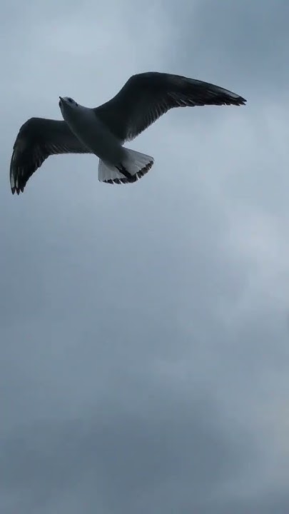 Bird Pooping On Your Head viral shorts birds YouTube bird-pooping-on-your-head-viral-shorts-birds-youtube