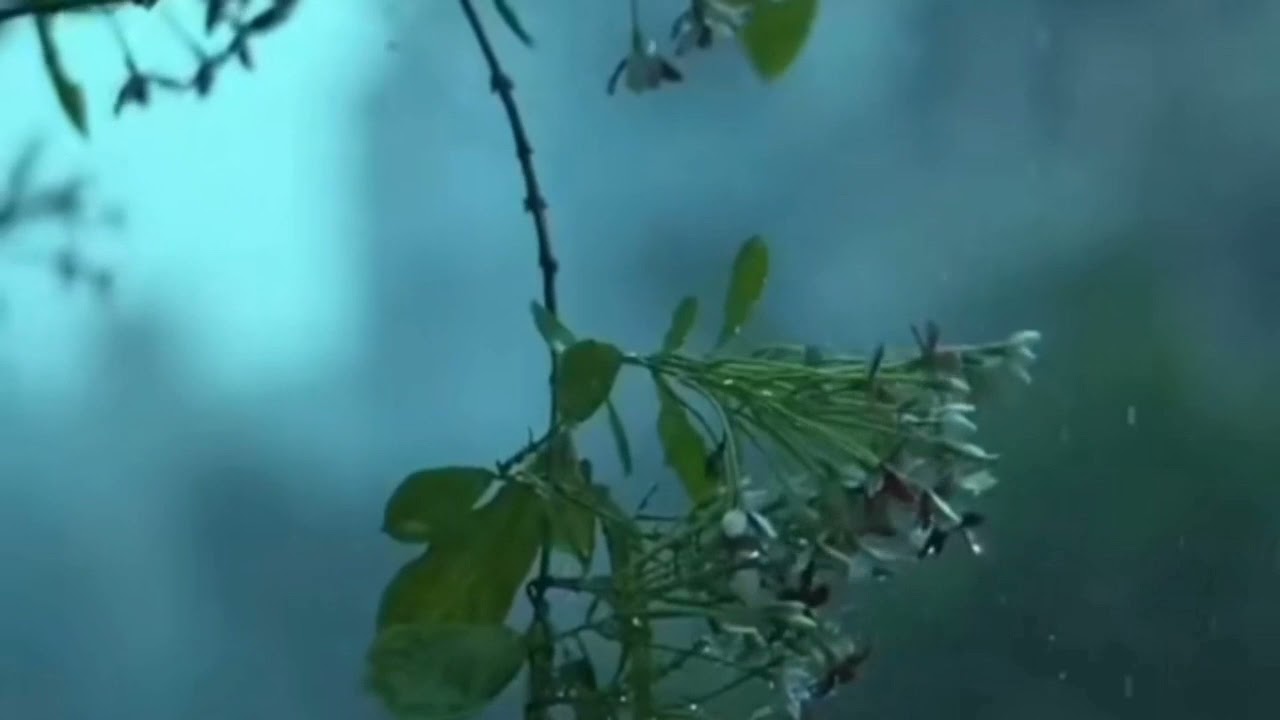 Lluvia Relajante para Dormir - Rain Sounds For Sleeping - Sonido de Lluvia